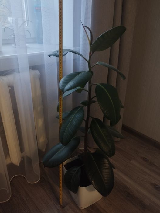 Фікус каучуконосний