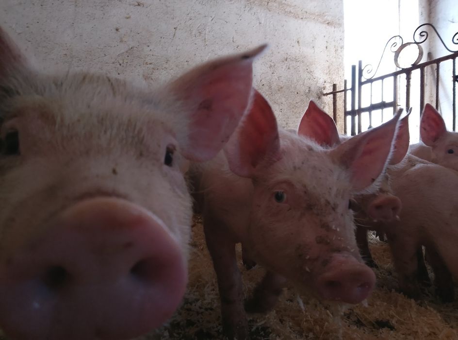 Продам поросят два місяці