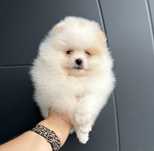 Szpic miniaturowy Pomeranian Miś Zkwp FCI