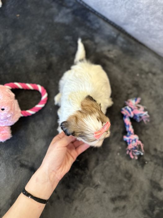 Shihtzu femea pequenina excelente