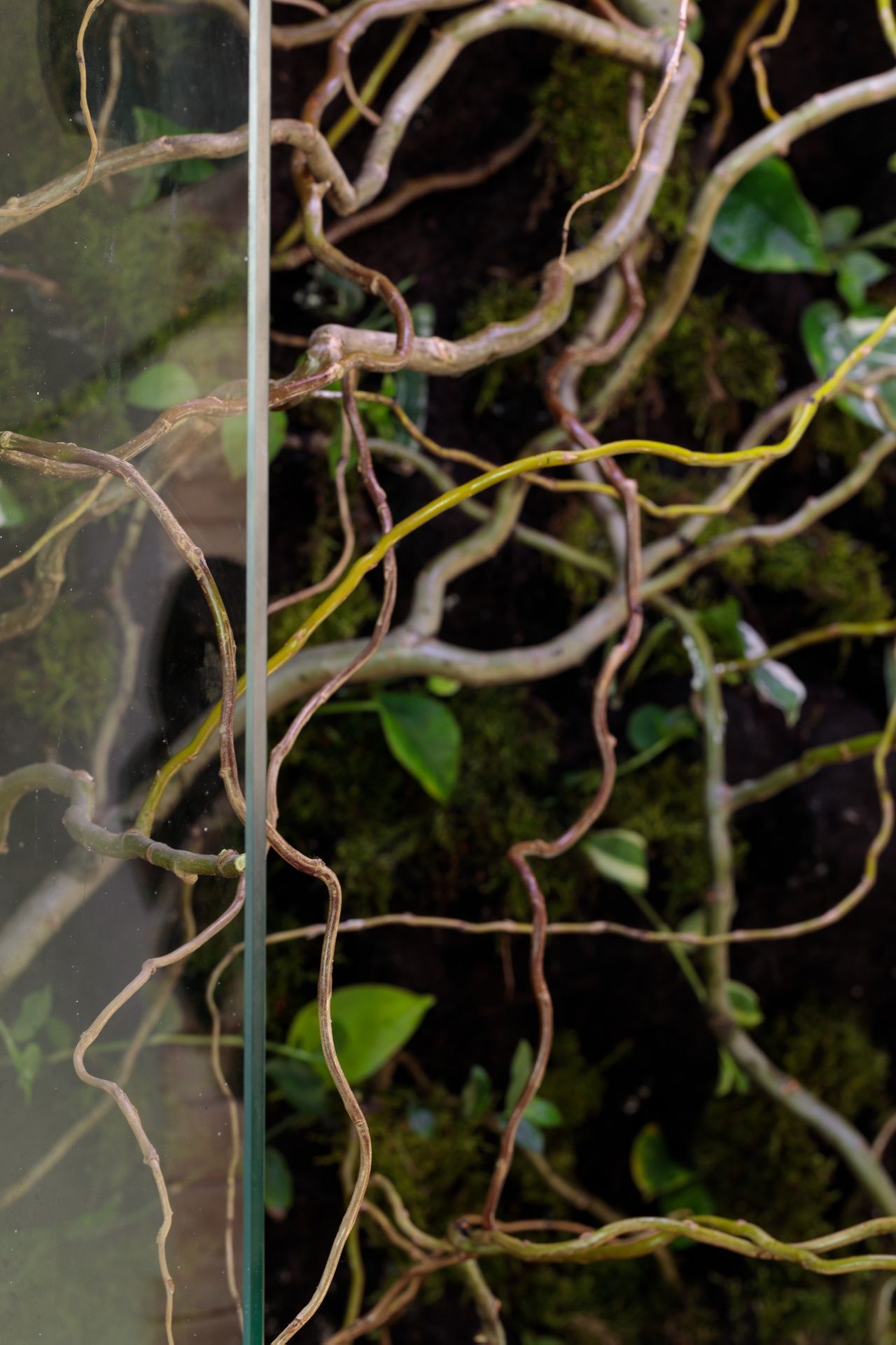 Terrarium tropikalne 40x40x60