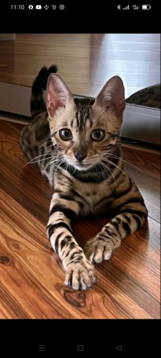 Продам бенгальські киці.