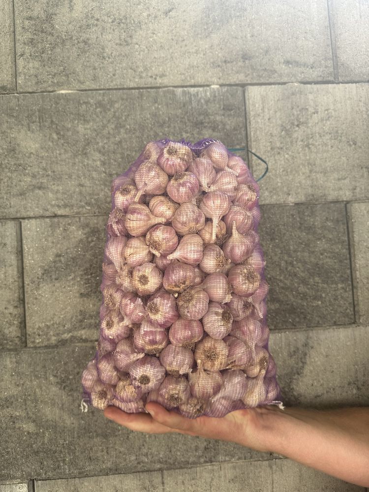 Часник Софіївський озимий