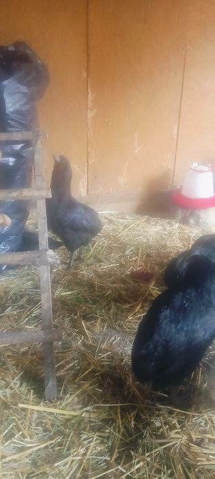 Aruakana bezogoniasta !