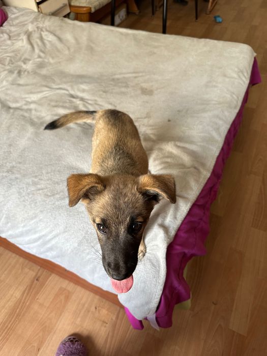 Щенок в хорошие руки