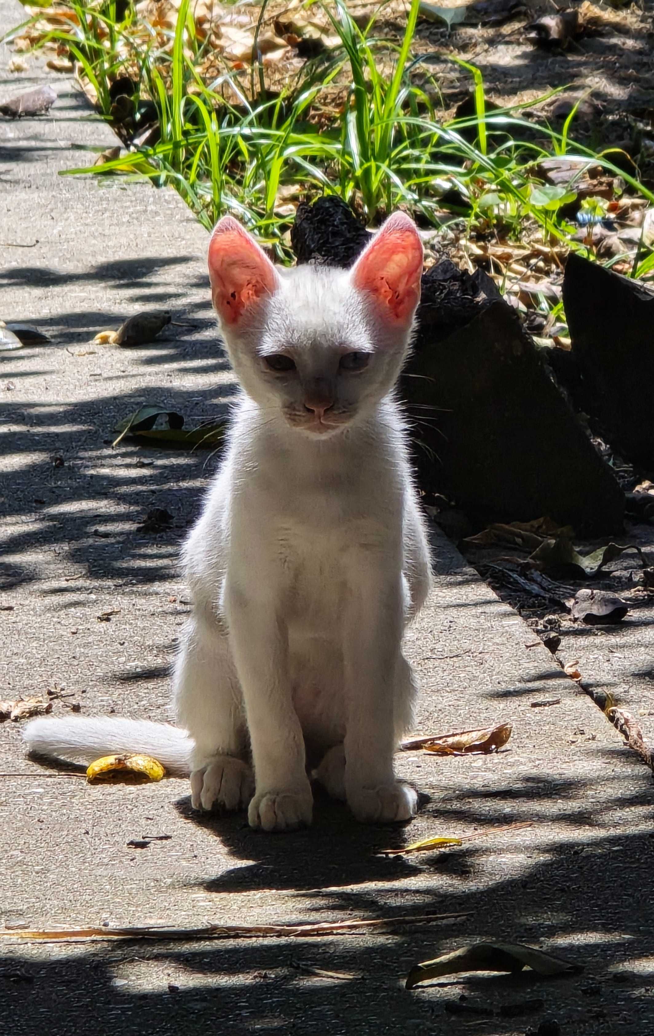 Gatos para doar!