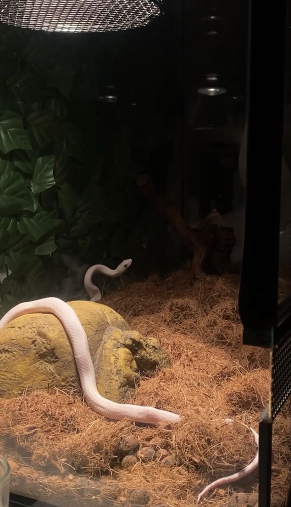 Cobra + terrario