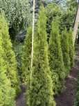 Tuja Szmaragd ( thuja ) , 180-200cm, kopane, nieograniczona ilość!