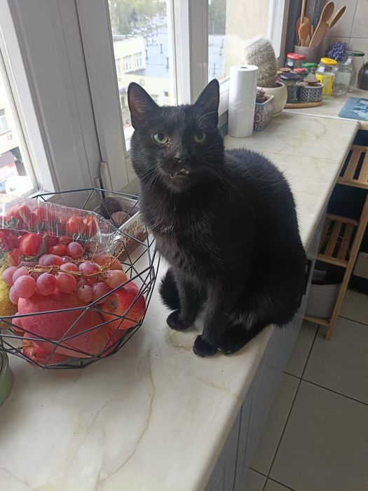 Sigma nie pozwala na nudę