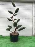 Bonsai z jałowca chińskiego 'BLUE ALPS' - 190 cm