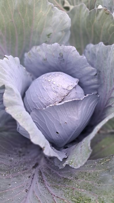 Kapusta czerwona i biała ziemniaki buraczki