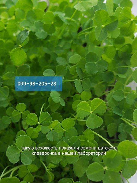 микро Клевер белый 10г Пиполина Дания семена орігінал цветы газон