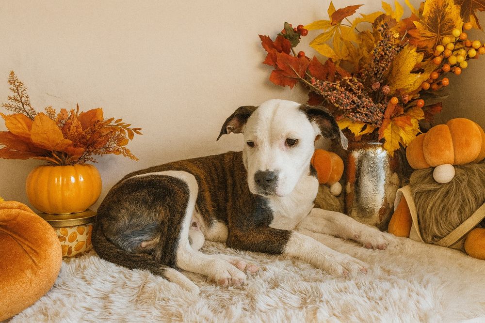 Urocza suczka Amstaff!