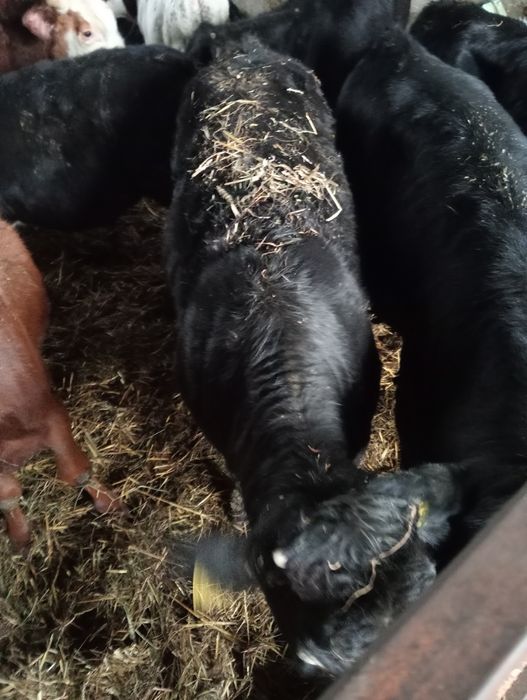 Sprzedam cielaki jałówki i byczki