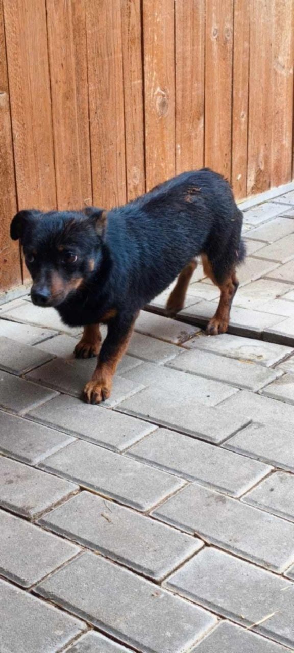 Mała sunia w typie jamnika, pokrzywdzona przez los i człowieka - adopc