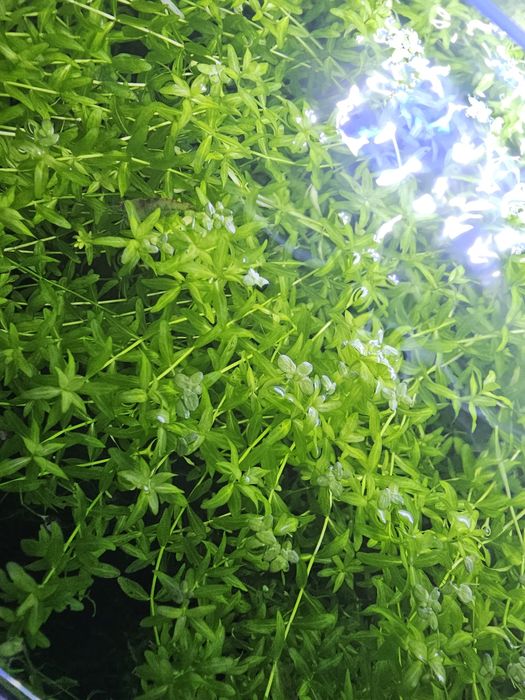 Planta aquário - Hemianthus micranthemoides