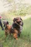 Kochany piesek Ursus do adopcji