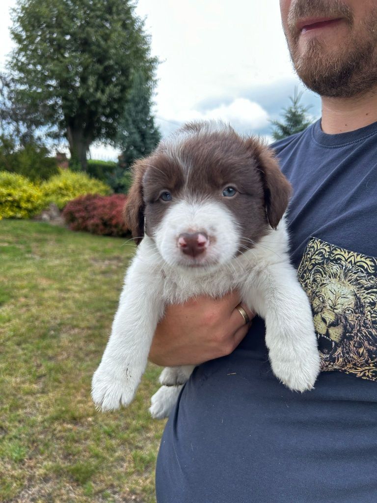 GOTOWE DO ODBIORU Piesek szczeniak Border Collie czekoladowo biały