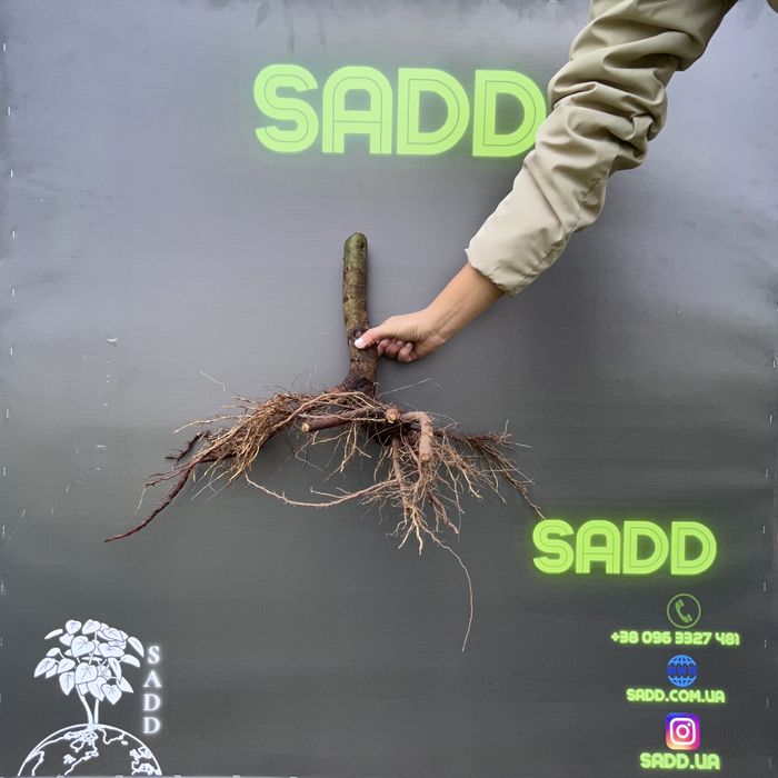 Павловнія для дров, Павловния промышленная, Pao-Tong Стовбур 2см