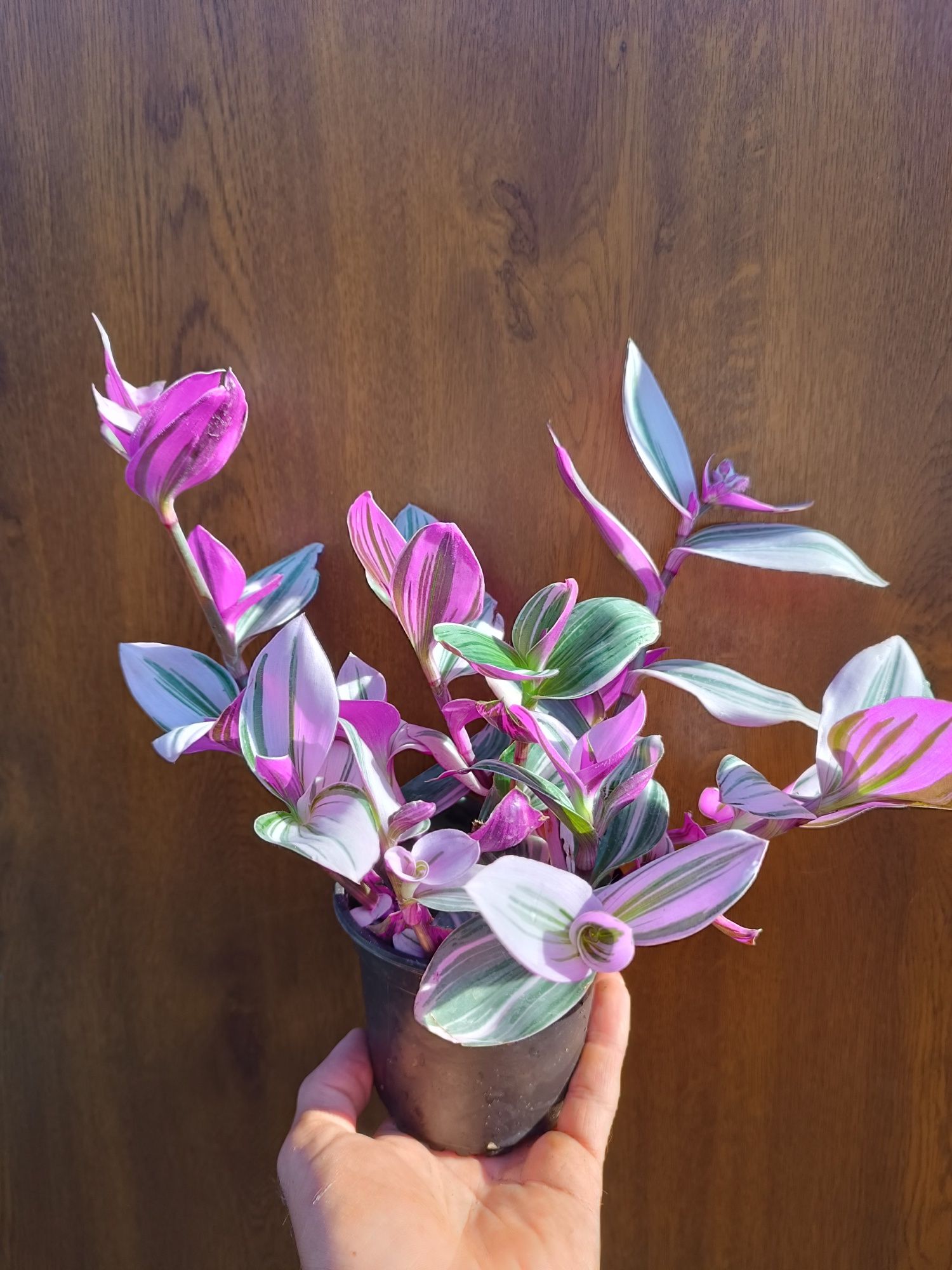 Trzykkrotka tradescantia albiflora nanonuk