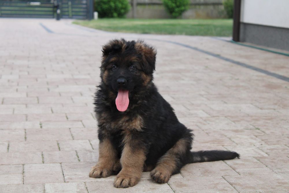 Owczarek Niemiecki Długowlosy