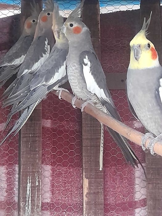 Caturras novas bonitas para venda ou troca