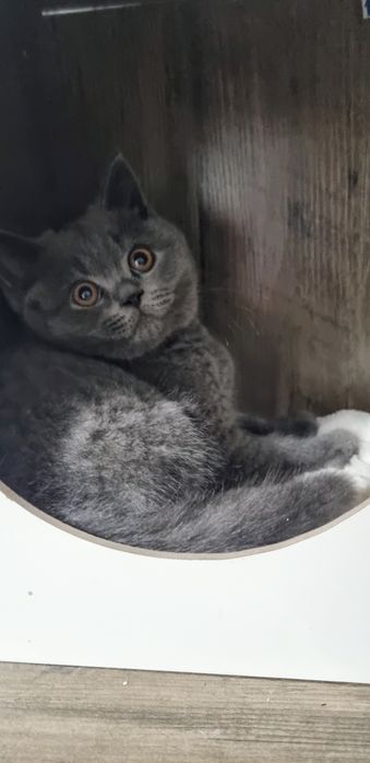 Kocieta brytyjskie BSH