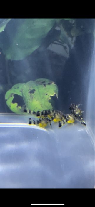 Panaqolus Alenquer Tiger L397