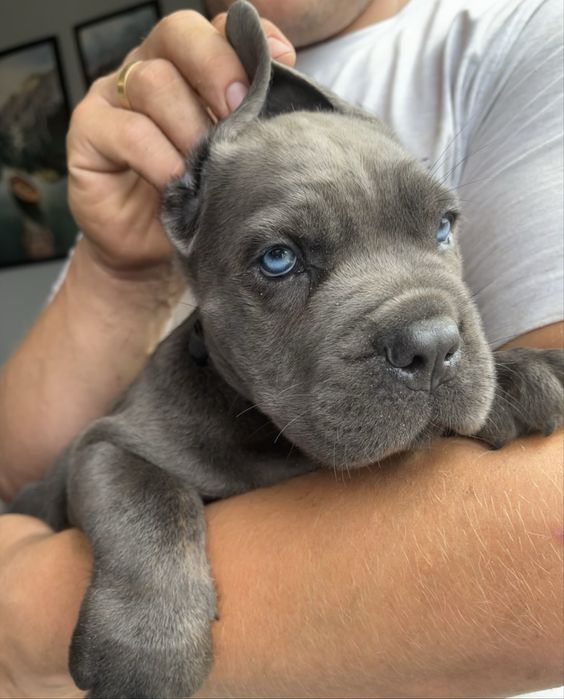 Cane Corso mocna  suczka