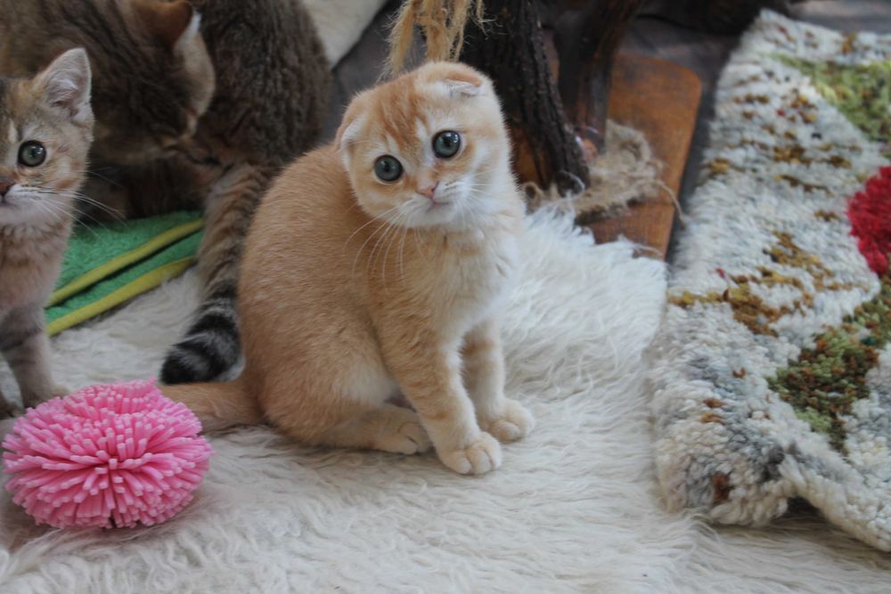 Яскравий та рідкісний шотландець золото1 шиншилли