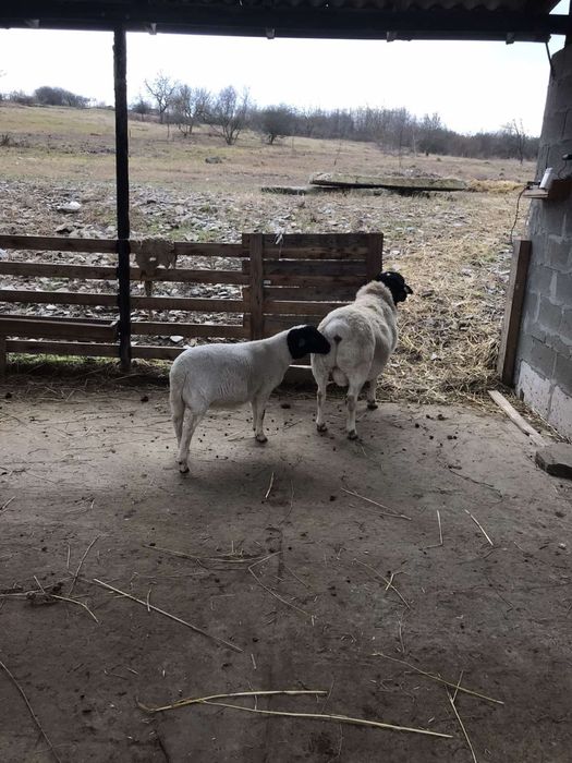 Продаються 100% баранчики породи дорпер