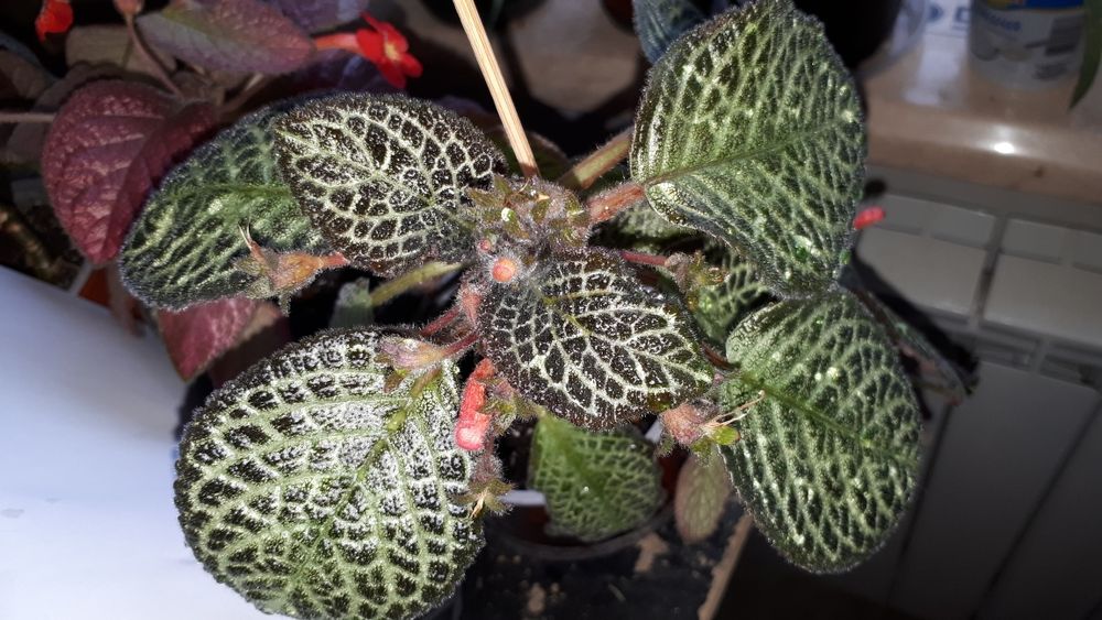 Эписция- Silver fog, Mondi rock.