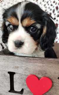 Piesek - Cavalier King Charles Spaniel