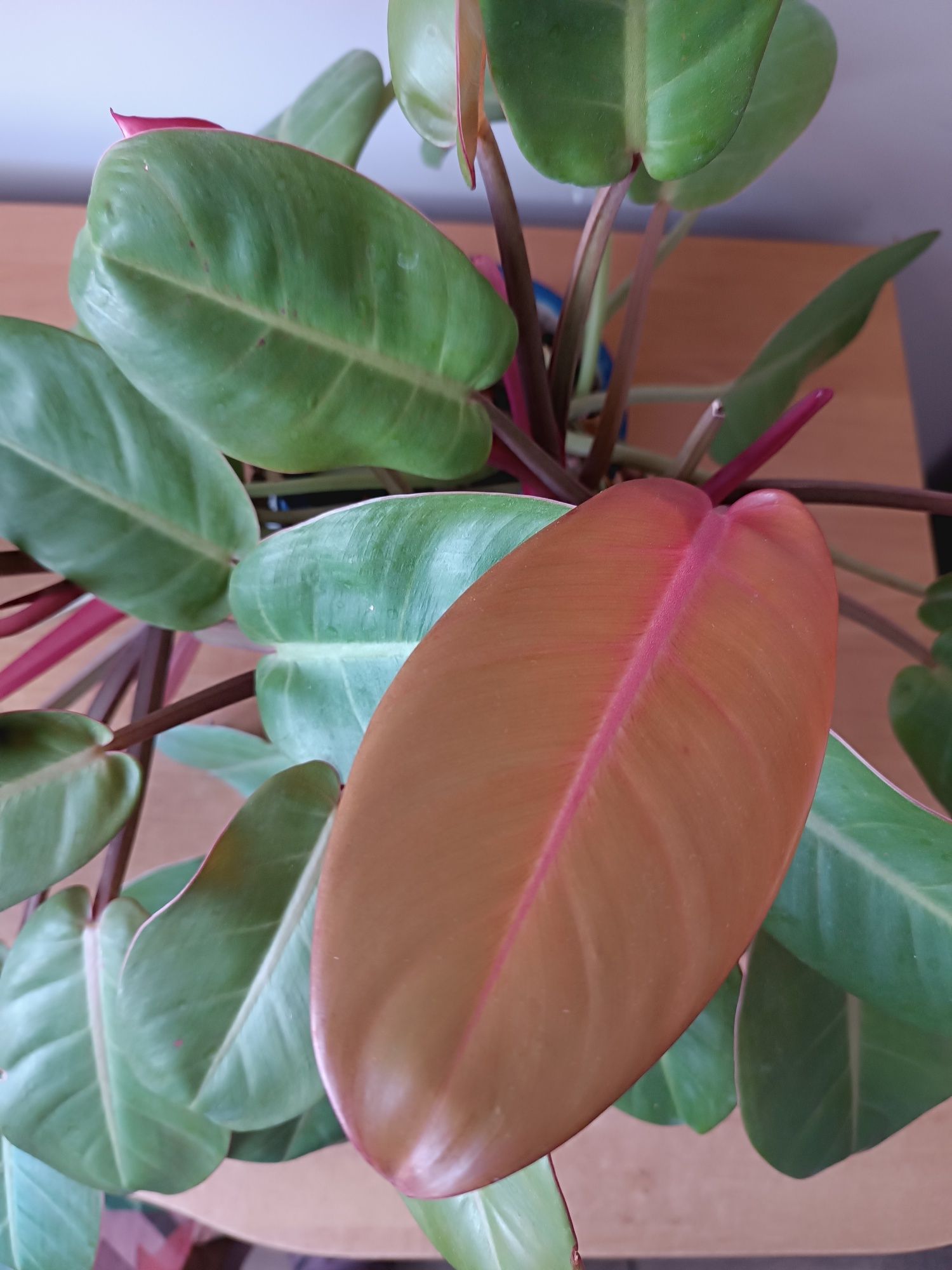 Filodendron Prince of Orange