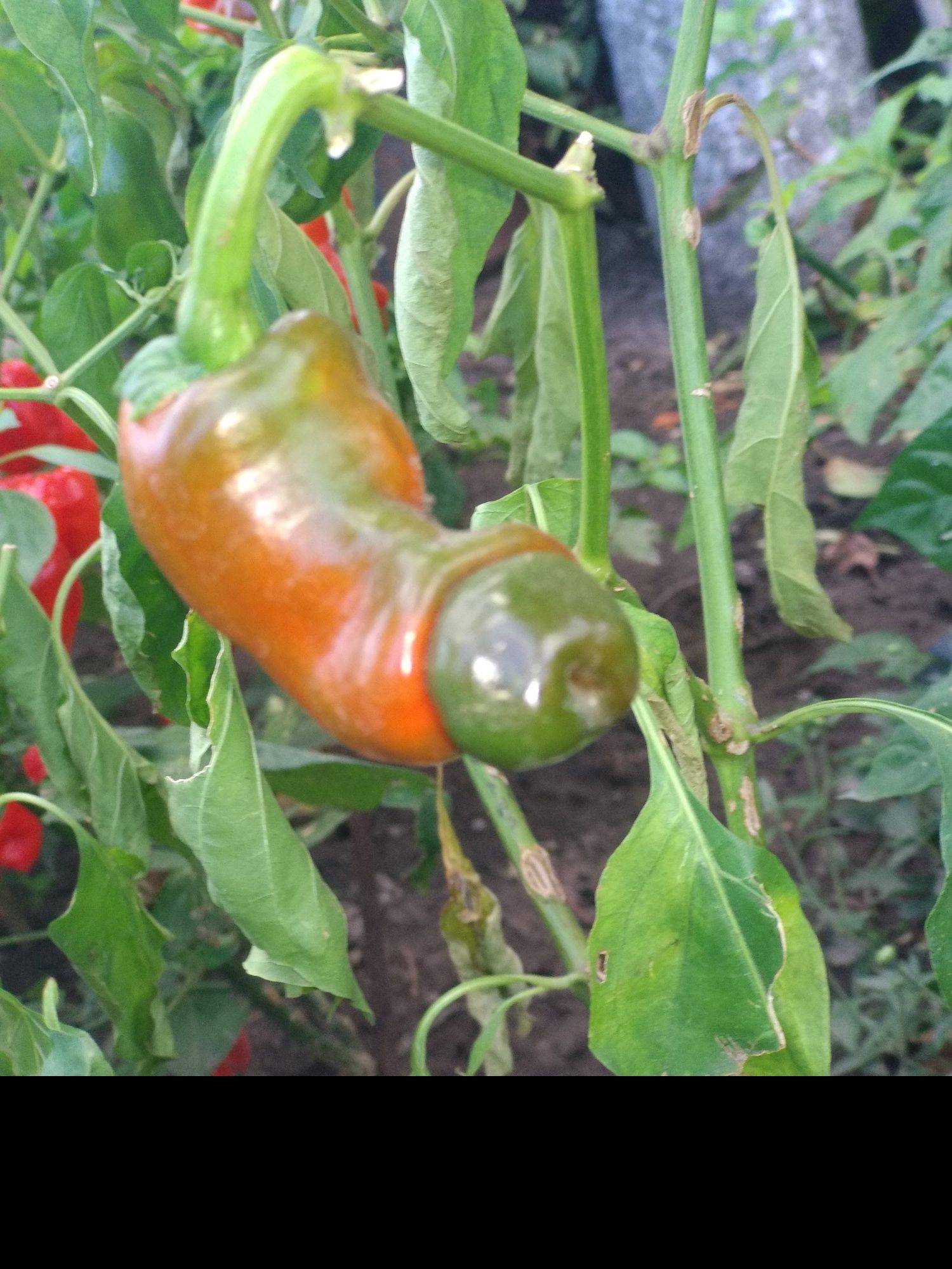 Насіння надгострого перцю  Carolina Reaper 12 шт.