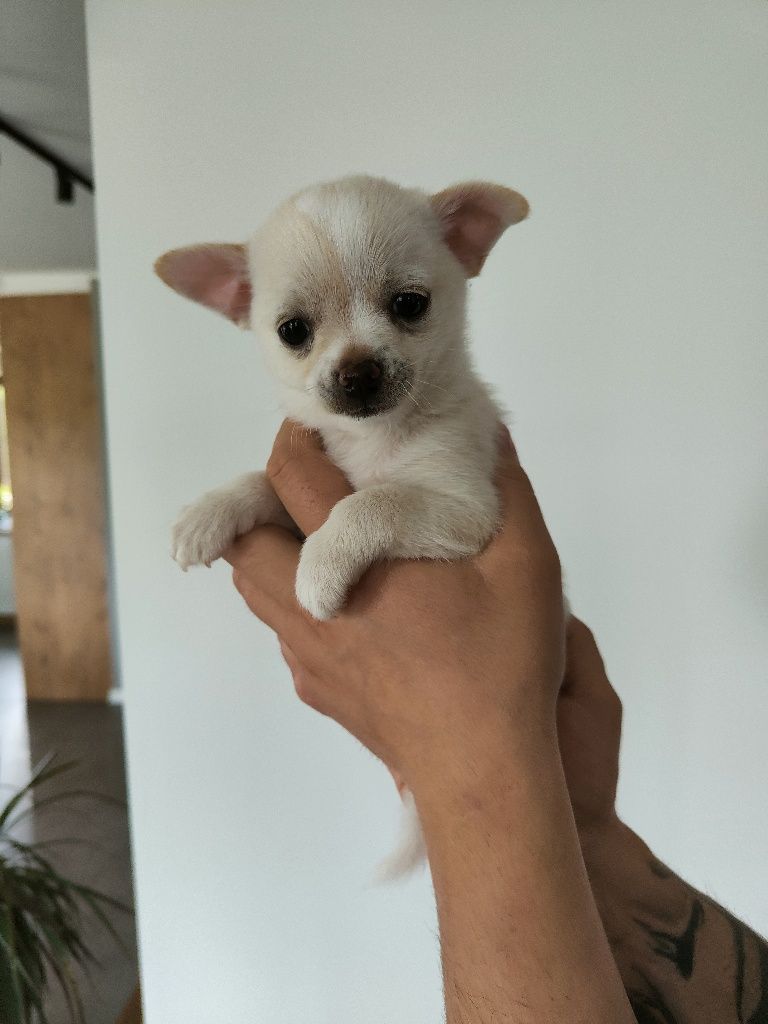 Chihuahua piesek