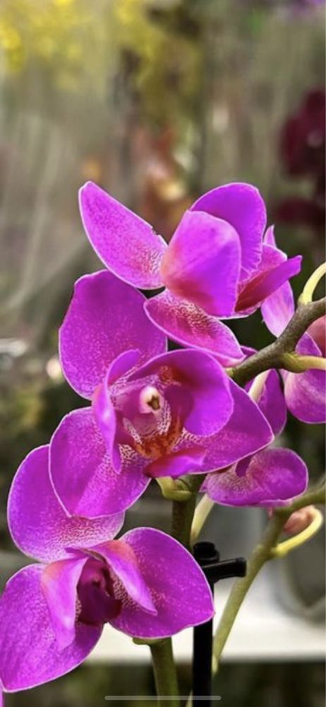 Орхідея квітуча пелор Пінк фламінго