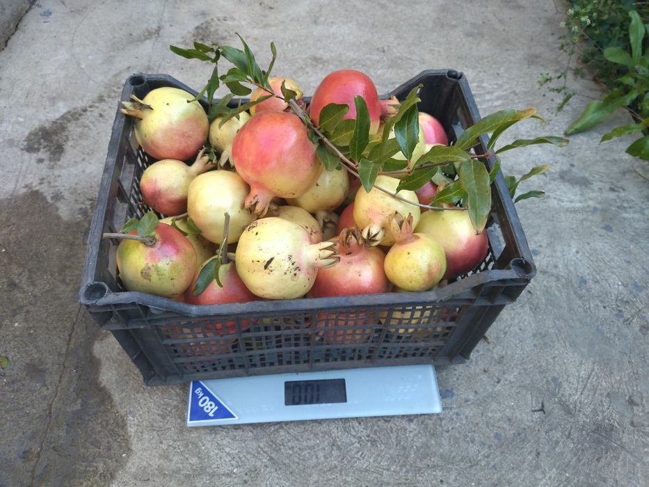 Саженцы инжира Шави Легви