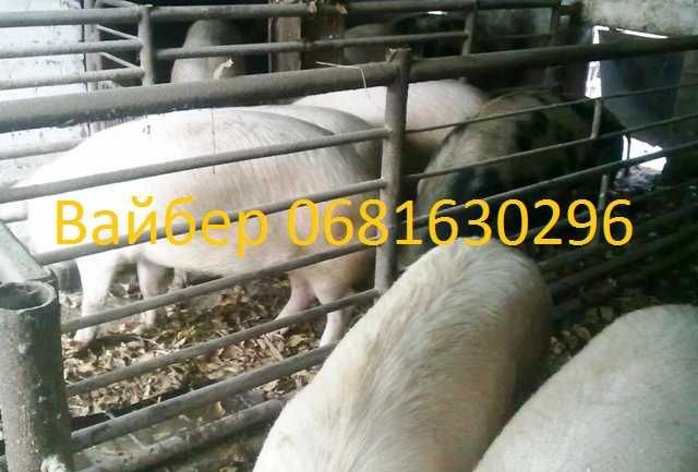 Продам свиней жывым весом. Свині жива вага