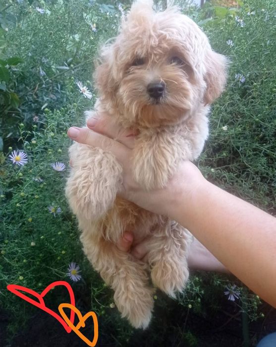 Красень малюк чекає саме на Вас))