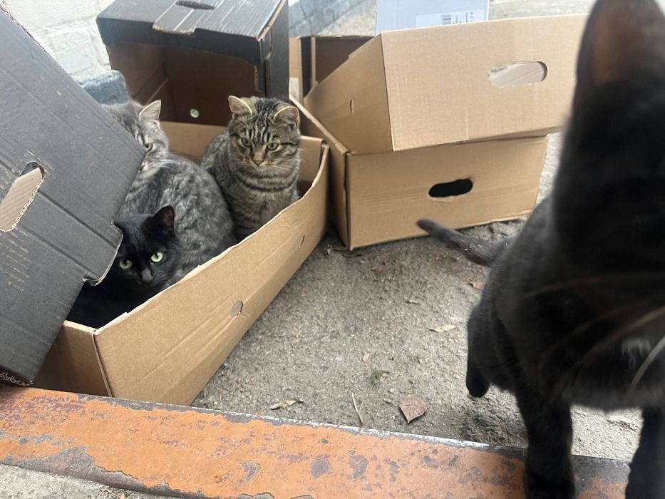 Котики шукають дім Дніпро