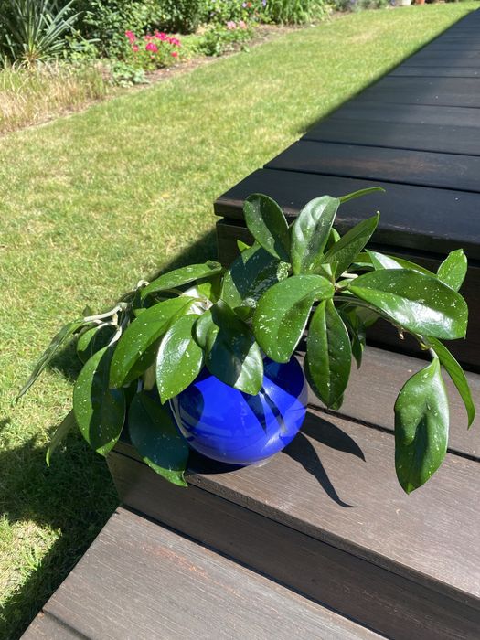 Sadzonki hoja hoya carnosa ukorzenione 9 szt. woskowiec woskownica