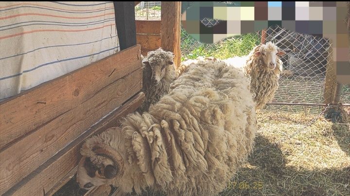 Продаються вівці