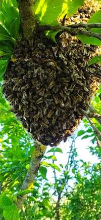 Бджоли рої бджолосім'ї бджолопакети