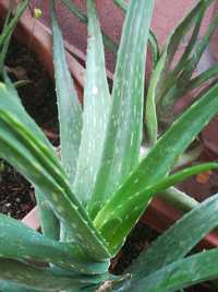 Aloe verá - Pedaços da planta (Gel para usar) Baixa Preço