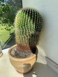 Okaz! Kaktus 75 cm