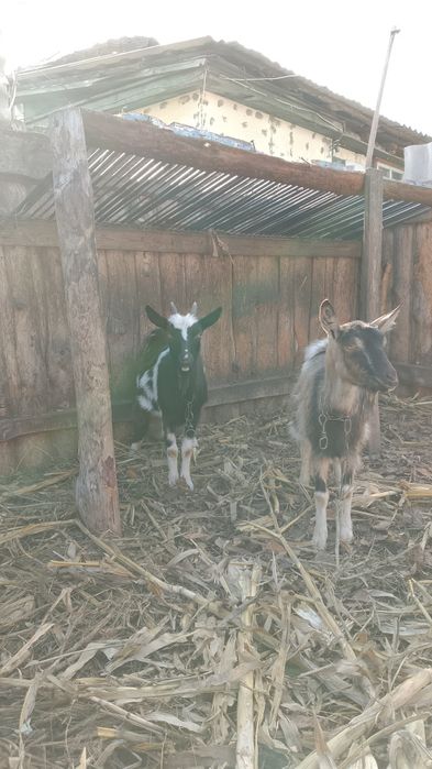 Продам молодых коз