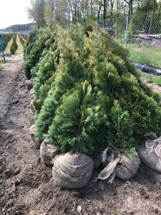 ‼️TUJA SZMARAGD‼️Duże i małe  PROMOCJA likwidacja pola