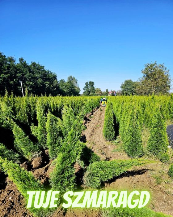 Tuja Szmaragd 250 , 220 cm SADZIMY (dostawa GRATIS cały kraj)