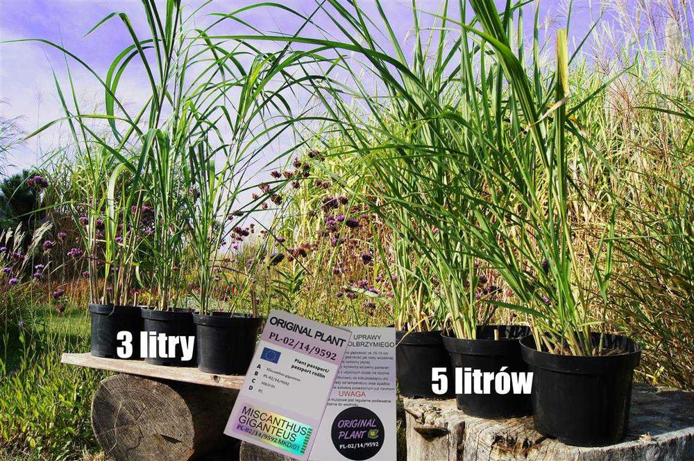 Miskant Olbrzymi na żywopłot 5 litrowe donice.ORYGINALNY- WYSYŁKA 24h